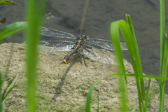 Arigomphus villosipes