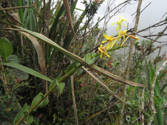 Epidendrum scytocladium