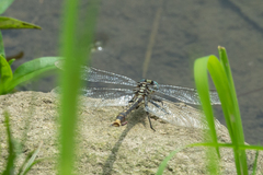 Arigomphus villosipes