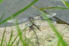 Arigomphus villosipes