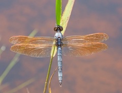 Libellula jesseana