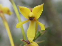 Epidendrum scytocladium
