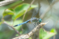 Pachydiplax longipennis