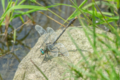 Arigomphus villosipes