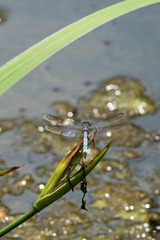 Pachydiplax longipennis