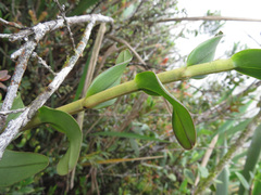 Epidendrum scytocladium