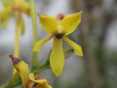 Epidendrum scytocladium