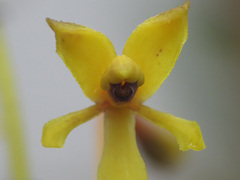 Epidendrum scytocladium