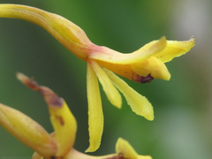 Epidendrum scytocladium