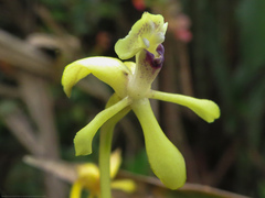 Epidendrum scytocladium