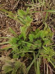 Ciconium