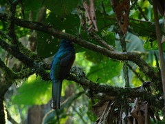 Trogon rufus chrysochloros