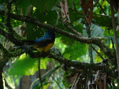 Trogon rufus chrysochloros