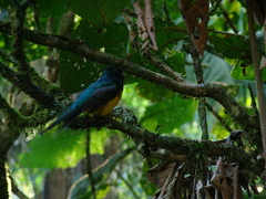 Trogon rufus chrysochloros