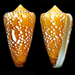 Conus crocatus - Photo (c) Fabrice Prugnaud, algunos derechos reservados (CC BY-NC), subido por Fabrice Prugnaud