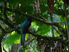 Trogon rufus chrysochloros