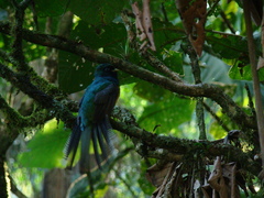 Trogon rufus chrysochloros
