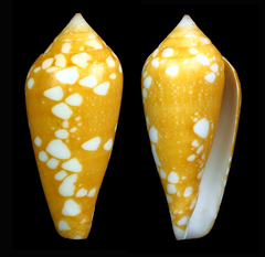 Conus crocatus