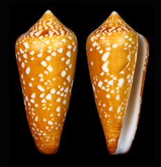 Conus crocatus