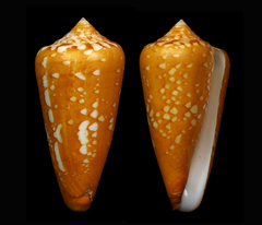 Conus crocatus
