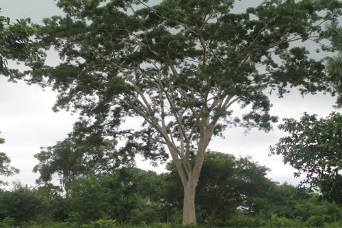 Pseudalbizzia niopoides