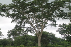 Albizia niopoides