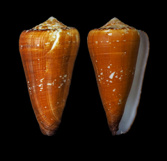 Conus crocatus