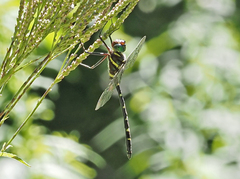 Macromia pacifica × taeniolata
