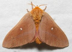 Anisota oslari