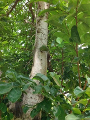 Brassavola nodosa