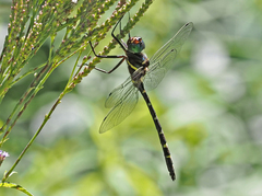Macromia pacifica × taeniolata