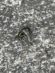 Platycryptus undatus