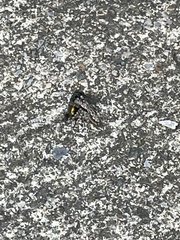 Platycryptus undatus