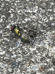 Platycryptus undatus