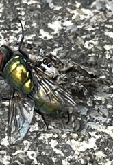 Platycryptus undatus