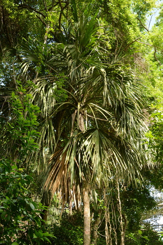 Bay palmetto (Sabal mauritiiformis)