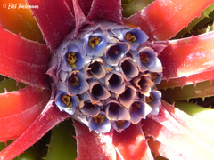 Fascicularia bicolor