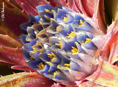 Fascicularia bicolor