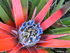 Fascicularia bicolor