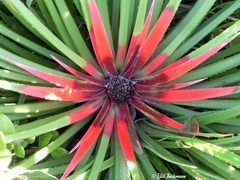 Fascicularia bicolor