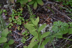 Cronartium comandrae