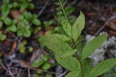 Cronartium comandrae