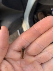 Tenuibranchiurus glypticus