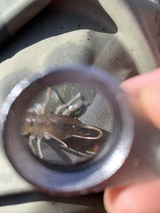 Tenuibranchiurus glypticus