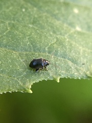 Epitrix cucumeris