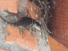 Sceloporus mucronatus