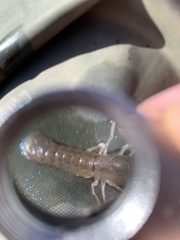 Tenuibranchiurus glypticus