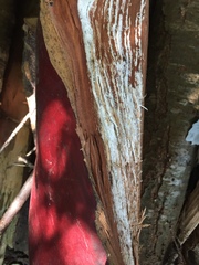Phellinus arctostaphyli
