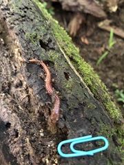 Plethodontinae