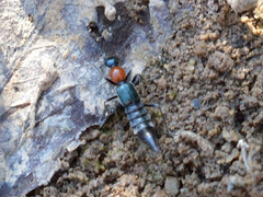 Paederidus ruficollis